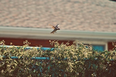 The brown bird on the green plants
